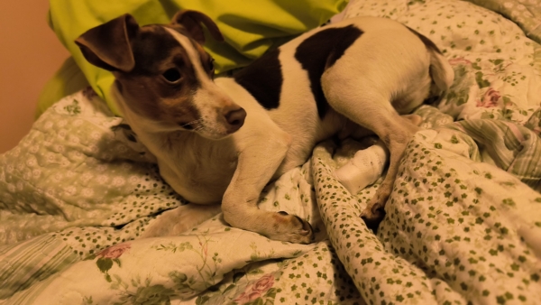 Donación - Apoyo para la consulta veterinaria de Apolo