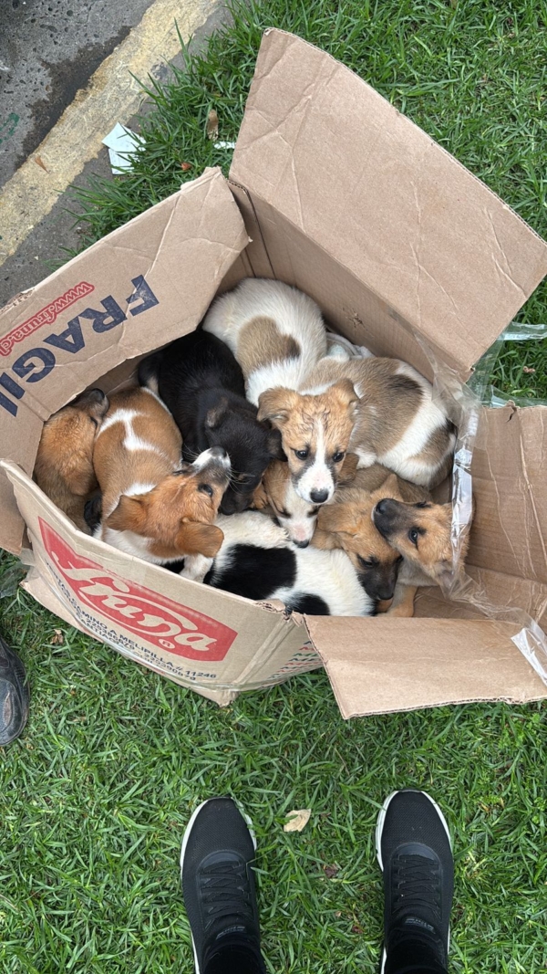 Donación - Sabanillas para cachorros rescatados